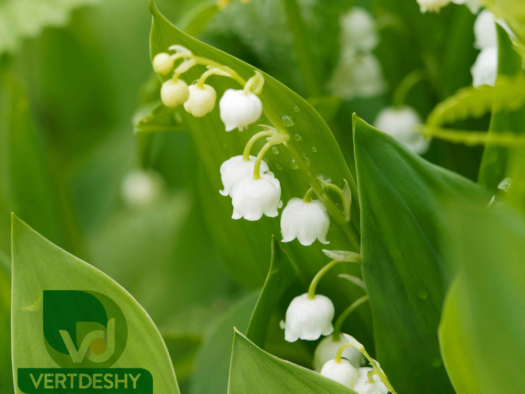 Mai 2026 _ Bon 1er mai à tous !